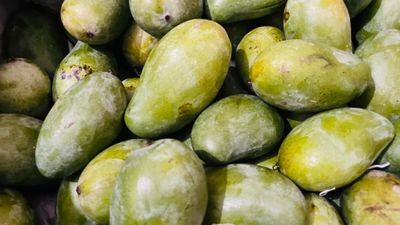 সুরমা ফজলী আম (Surma Fazlee Mango)_img_6