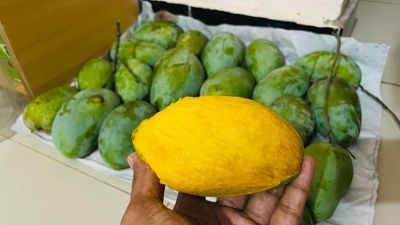 সুরমা ফজলী আম (Surma Fazlee Mango)_img_7
