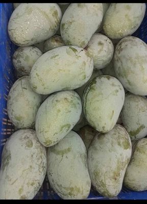 সুরমা ফজলী আম (Surma Fazlee Mango)_img_8