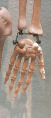 Human Skeleton 80cm_img_1