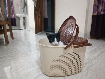 cat curry busket - বিড়ালের বাস্কেট_img_2