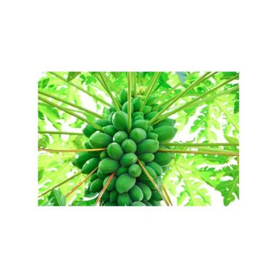 Green Papaya(Kacha Pepe)500gm ±50 কাঁচা পেঁপে_img_1