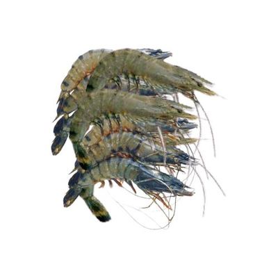 Bagda Chingri (Shrimp) 500gm(±30gm) বাগদা চিংড়ি_img_0