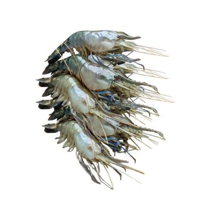 Golda Chingri (Shrimp)500gm(±30gm) 8-10Pcs গলদা চিংড়ি_img_0