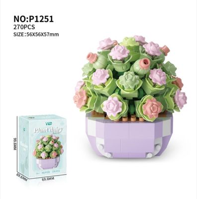 Succulent-Full House_img_0