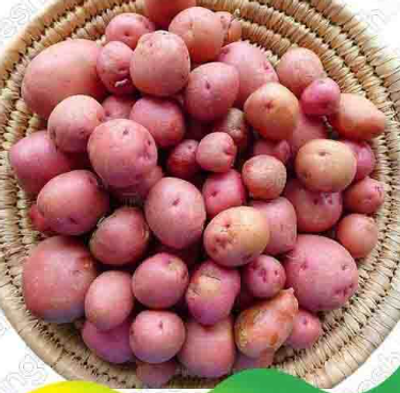 লাল গোল আলু – Potato (পটেটো)/  ১ কেজি_img_0