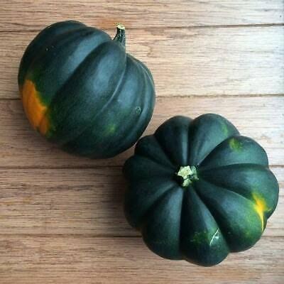 হাইব্রিড কিলো  মিষ্টি কুমড় বীজা । Hybrid Kilo Sweet Pumpkin Seeds_img_0