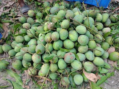 আম (গোপালভোগ-kg) ফরমালিন মুক্ত_img_2