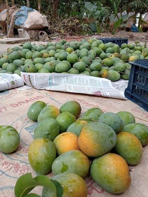 আম (গোপালভোগ-kg) ফরমালিন মুক্ত_img_3