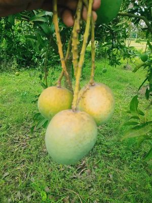 আম (গোপালভোগ-kg) ফরমালিন মুক্ত_img_4