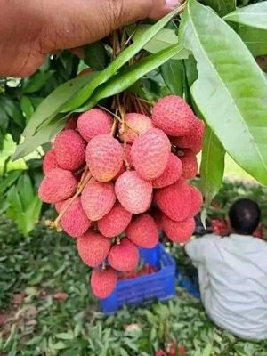 Dinajpur Large Size বোম্বাই🍒 Lichu 100Pcs._img_0