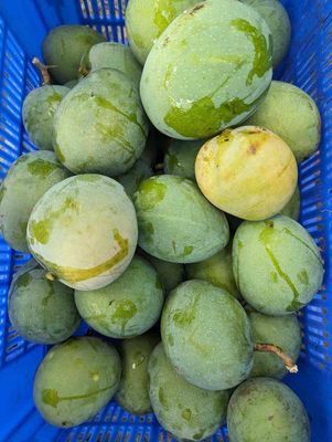 আম (হিমসাগর🥭) কেমিক্যাল মুক্ত_img_2