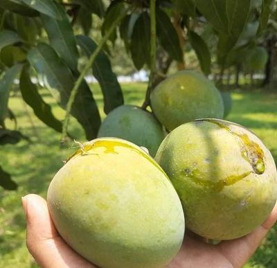 আম (হিমসাগর🥭) কেমিক্যাল মুক্ত_img_3