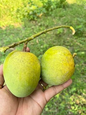 আম (হিমসাগর🥭) কেমিক্যাল মুক্ত_img_4