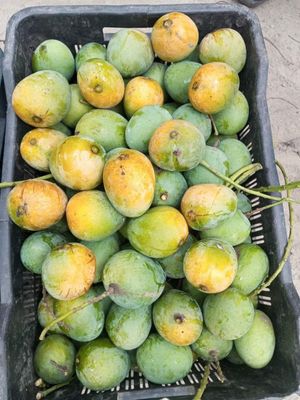আম (হিমসাগর🥭) কেমিক্যাল মুক্ত_img_5