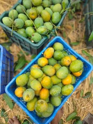 হিমসাগর আম l ডেলিভারি চার্জ ফ্রিl_img_1