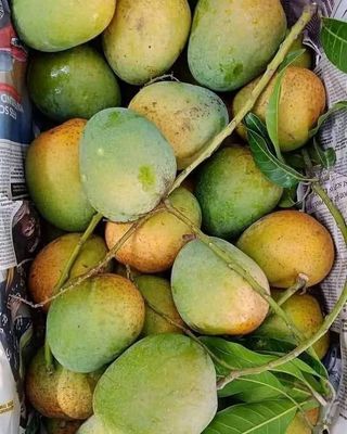 হিমসাগর আম l ডেলিভারি চার্জ ফ্রিl_img_0