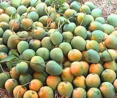 হিমসাগর আম l ডেলিভারি চার্জ ফ্রিl_img_2