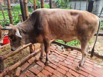 কোরবানির গরু ১ | দেশি ষাঁড়