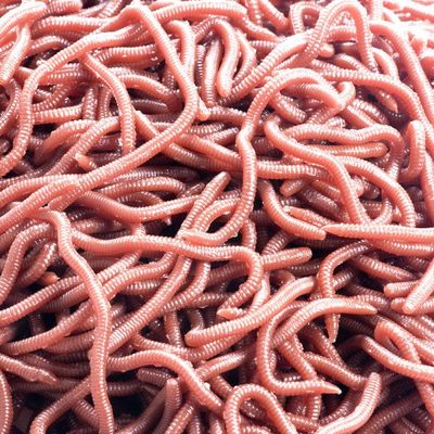50 piece Lifelike Fishy Smell Red Soft Lures Simulation Earthworm Red Worms Artificial Fishing Lures 50 pc per bag_img_2