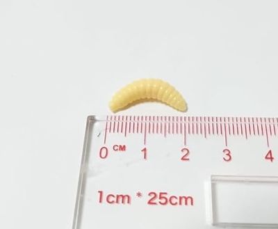 Grape Bug Maggot Worm Native 50pcs Set Creamy Color Glow in the Dark Clear Black Bass Trout Chin Yamame Area Management Fishing Rivers Stream Black Bass Fishing Bass Fishing Lake Dam Bluegill Carp_img_10