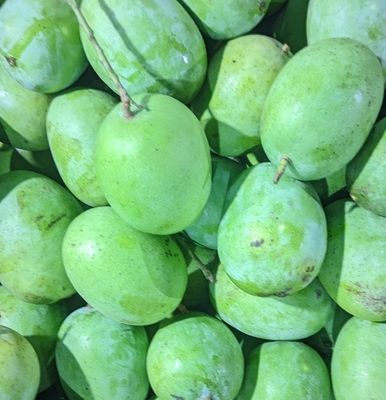 আম (ল্যাংড়া-1kg) ফরমালিন মুক্ত_img_0