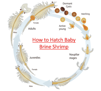 Live Food brine shrimp egg ( 20 grm)_img_1