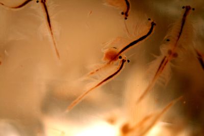 Live Food brine shrimp egg ( 20 grm)_img_2