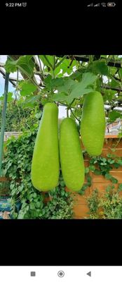 লাউ/ 1 pcs_img_0
