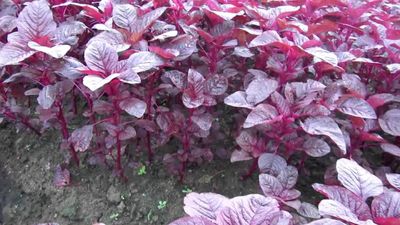 লাল শাক (Red Amaranth)/প্রতি কেজি_img_0
