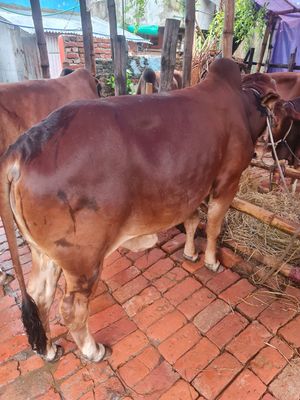 কোরবানির গরু ৩ | শাহিওয়াল ষাঁড়_img_1