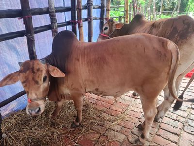 কোরবানির গরু ৯ | দেশাল ষাঁড়_img_1