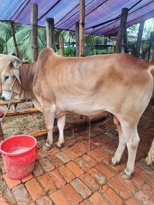 কোরবানির গরু ১১ | দেশাল ষাঁড়
