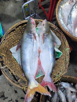 নদীর পাংগাস (বিগ সাইজ)