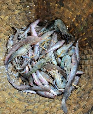 প্রিমিয়াম পাঁচমিশালী