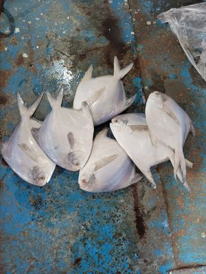 প্রিমিয়াম রূপচাঁদা