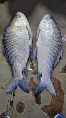 নদীর কাতল (বিগ সাইজ)