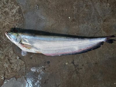 নদীর বোয়াল_img_0