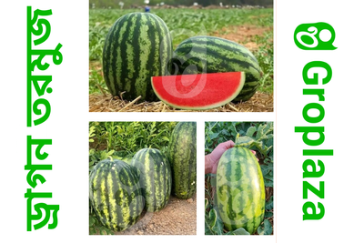 হাইব্রিড জাতের ড্রাগন তরমুজ বীজ । F1 Hybrid dragon watermelon seeds_img_0