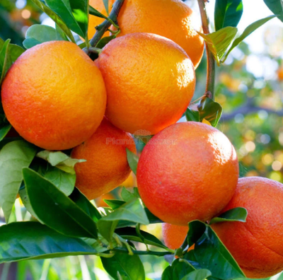 মালটা (malta) /১কেজি_img_0