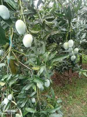 আম(রূপালি-1kg)কার্বাইড মুক্ত_img_2