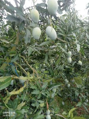 আম(রূপালি-1kg)কার্বাইড মুক্ত_img_3