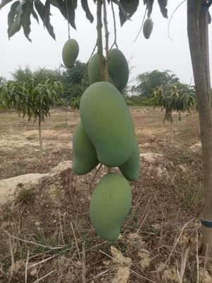 আম(রূপালি-1kg)কার্বাইড মুক্ত_img_4