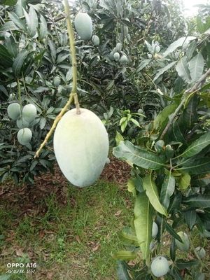 আম(রূপালি-1kg)কার্বাইড মুক্ত_img_5