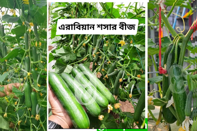 হাইব্রিড জাতের জাপানি টাইপ এরাবিয়ান শসা । F1 Hybrid japani type Arabian cucumber seeds_img_0