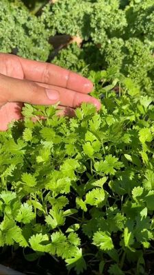 ধনিয়া বীজ / Coriander Seeds_img_1