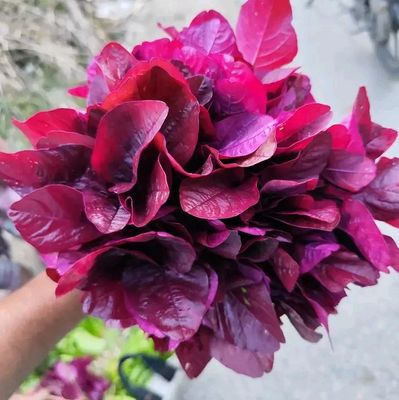 লাল শাক / Red Amaranth_img_0