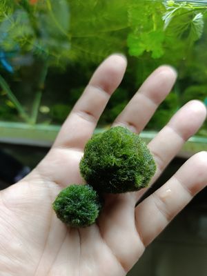Moss ball (small size) 1 piece_img_1