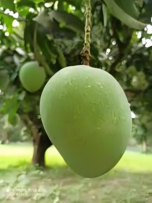 আম