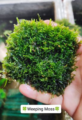 🍀Weeping Moss.